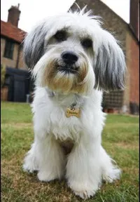 영화배우인 펏지의 대표 이미지