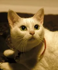 영화배우인 아나고의 대표 이미지